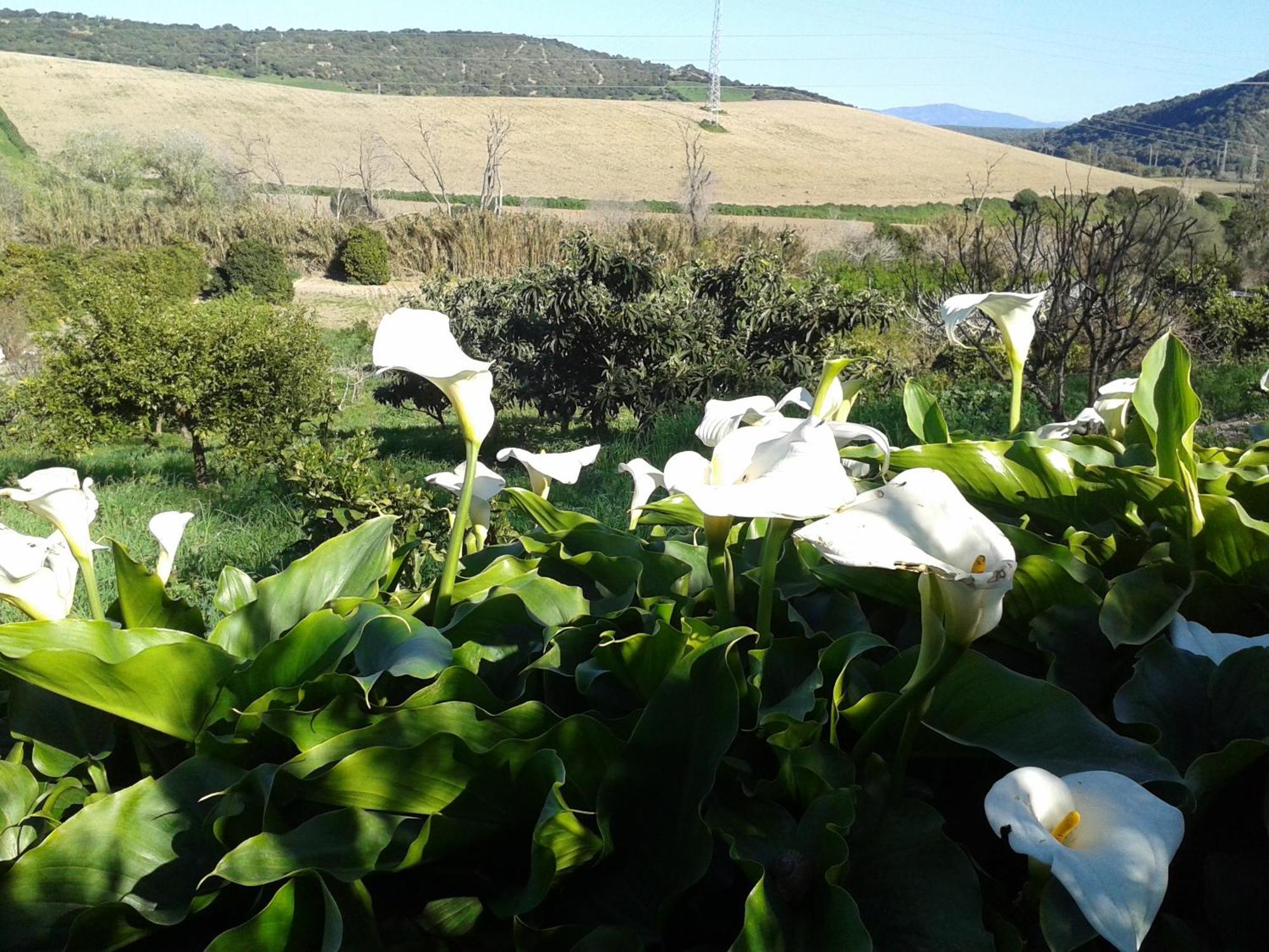 Casa Rural El Cubillo 베예데라프론테라 외부 사진